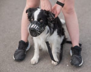 A muzzled dog sitting between a person's legs. 