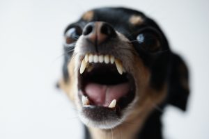 A small but dangerous dog showing its teeth in an aggressive manner. 