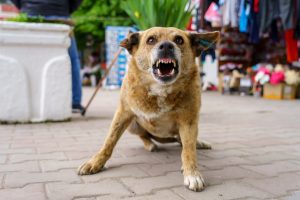 A vicious dog snarling could cause dog injuries. 